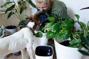 Advice For New Dog Owners