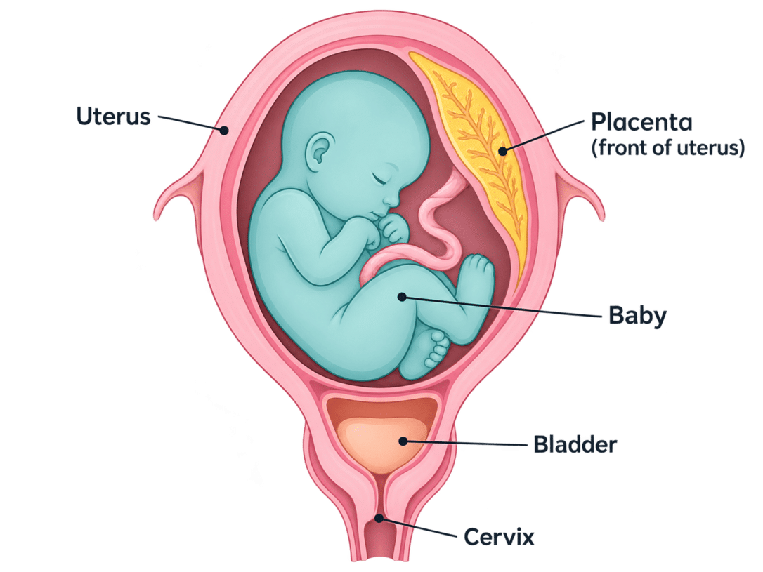 Simplified side view showing the lower womb and nearby pelvic structures