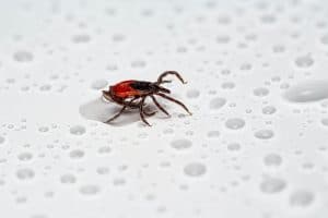 The Problem With Cockroaches: Health Risks and More