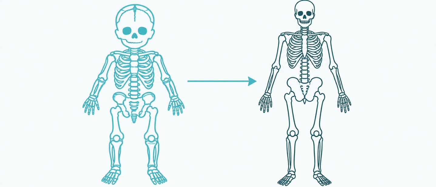 A newborn skeleton showing more separate bone parts than an adult skeleton