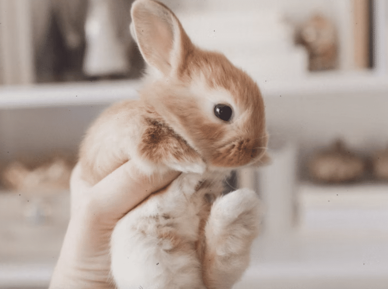 Can a Bunny Make a Good First Pet for a Family with Kids?