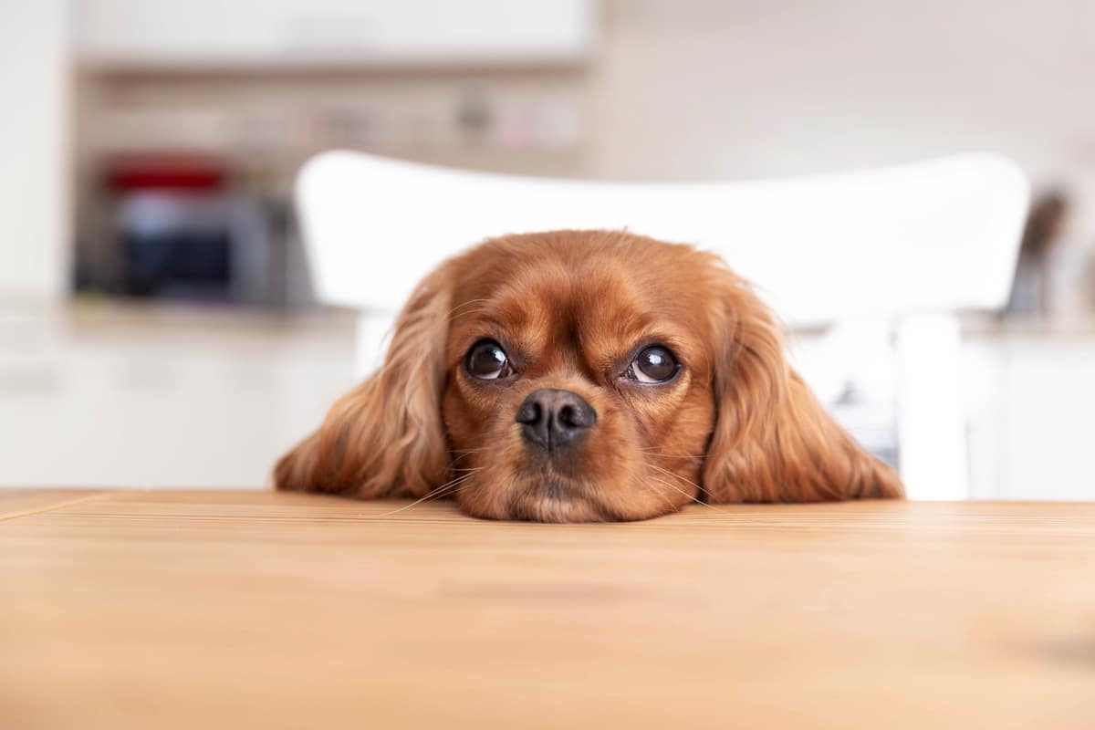 dog behind the kitchen table