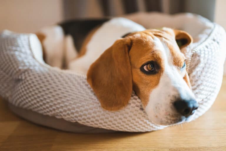 Finding the Perfect Dog Bed for Your Precious Pet