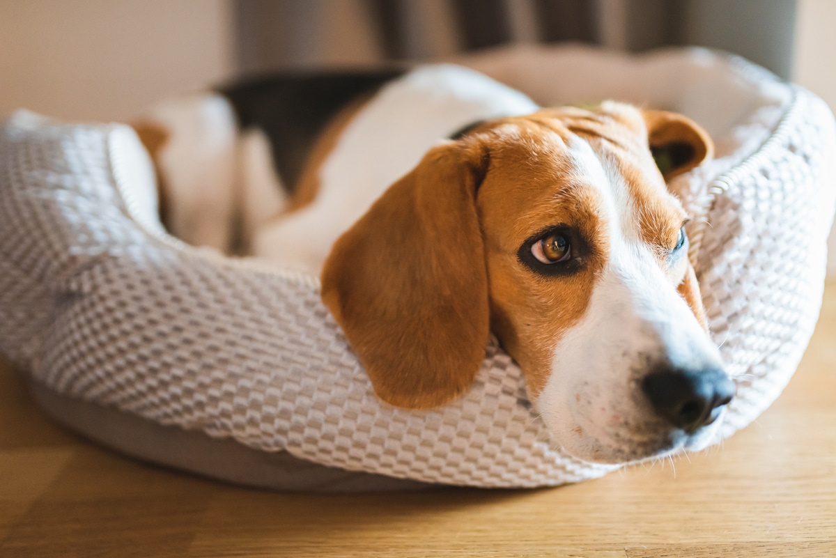 dog beagle breed sleeps on dog bed looking sad