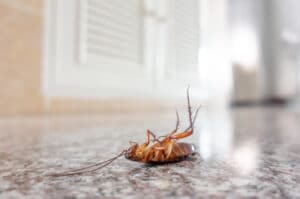 dead cockroach on floor