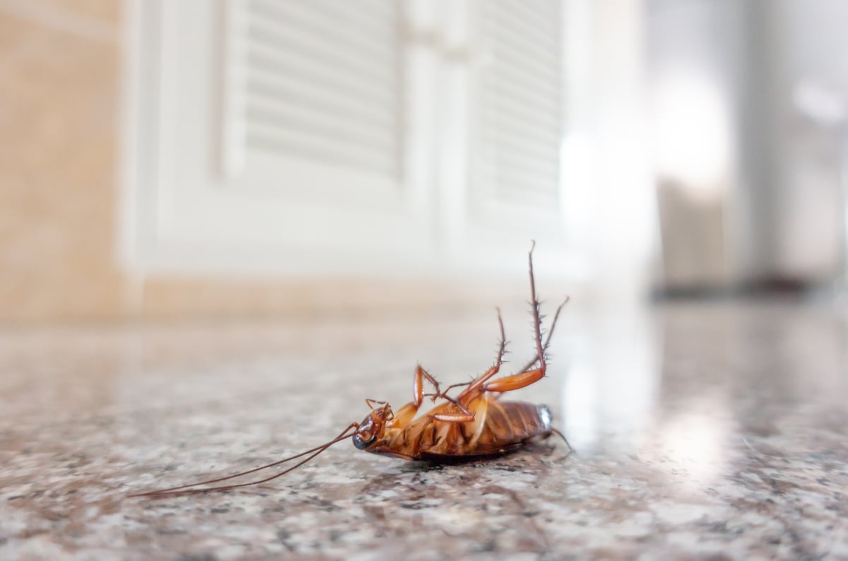 dead cockroach on floor