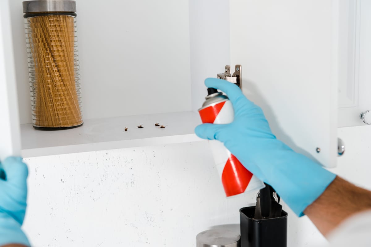 cropped view of exterminator in latex glove holding spray can near kitchen cabinet with insects