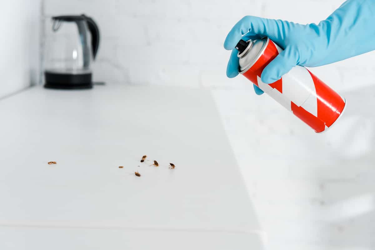 cropped view of exterminator in latex glove holding toxic spray can near cockroaches