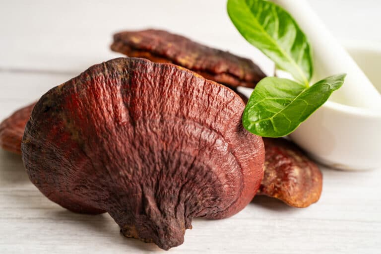 Health Conditions Positively Impacted by Reishi Mushrooms
