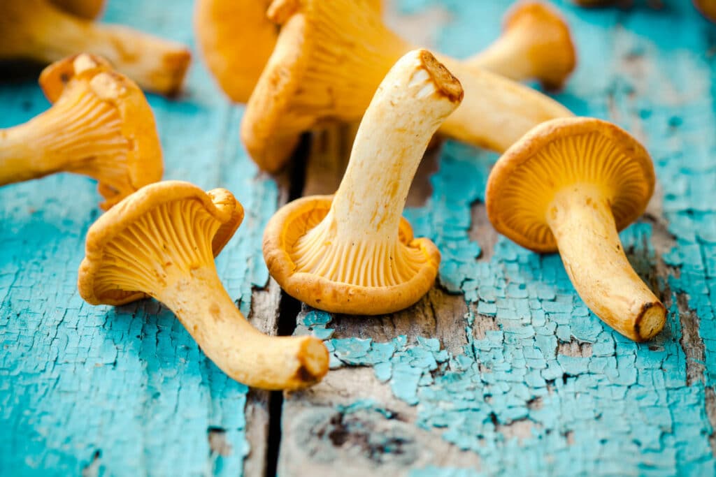 fresh chanterelle mushrooms on a wooden background 2021 08 26 16 00 57 utc(1)(1)