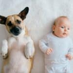 How To Safely Introduce Your Dogs To A New Baby