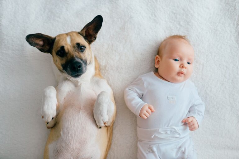 How To Safely Introduce Your Dogs To A New Baby