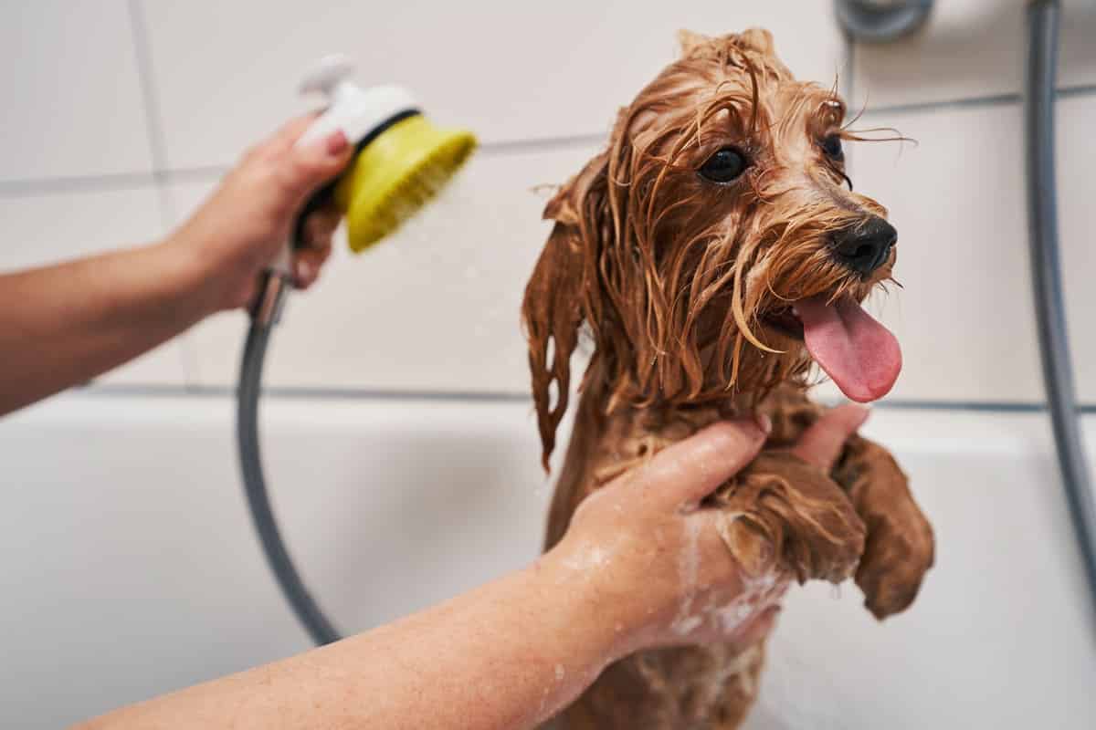 treating your pets with care while washing them 2021 09 04 11 40 41 utc(1)(1)