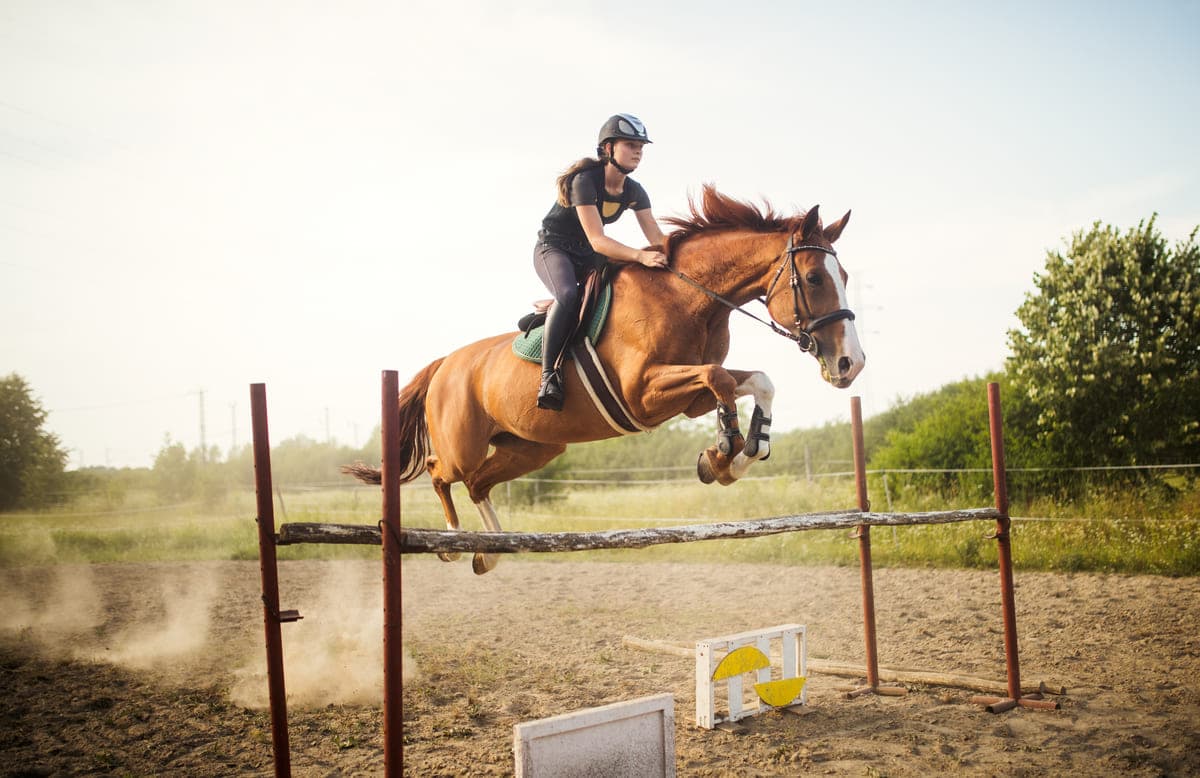 young female jockey on horse leaping over hurdle 2022 02 08 22 39 28 utc(1)(1)