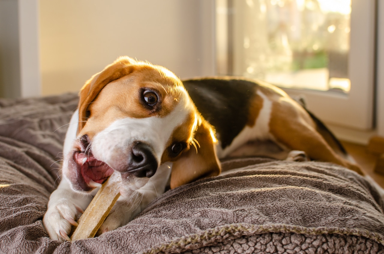 beagle puppy chewing on a dog snack