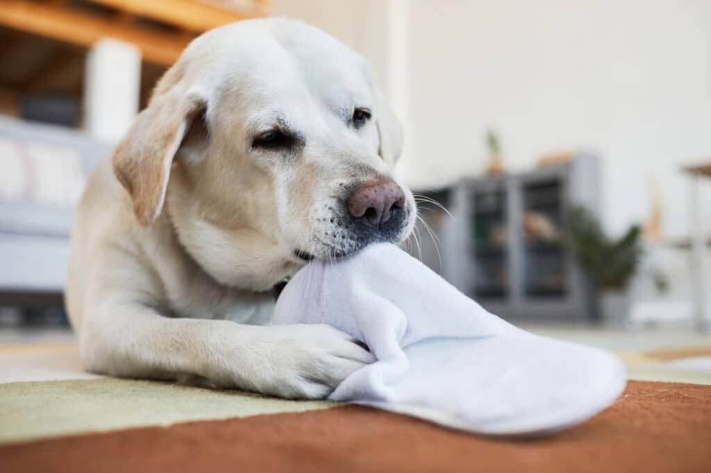 dog chewing on mattress