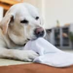How Can I Stop My Dog From Chewing My Mattress?