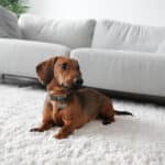 How to Choose the Right Pet-Friendly Rugs