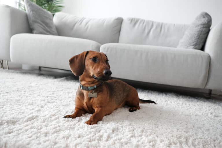 How to Choose the Right Pet-Friendly Rugs