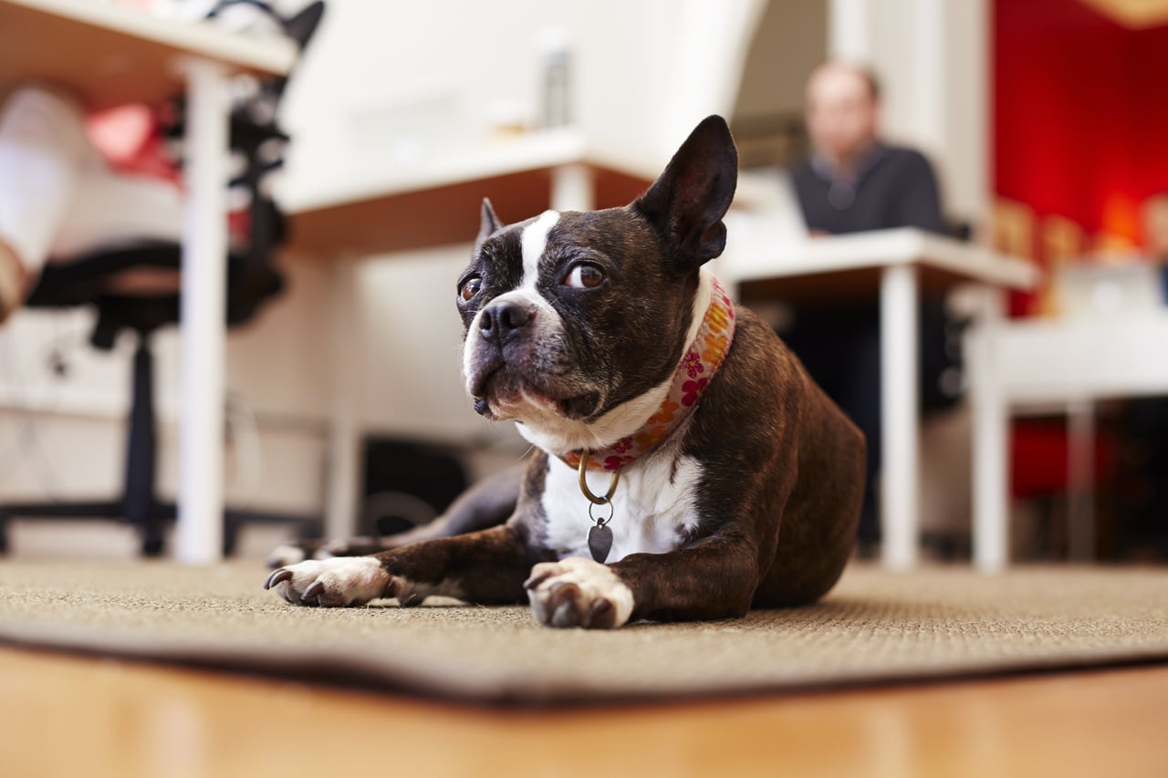 portrait of curious dog lying on rug in an office