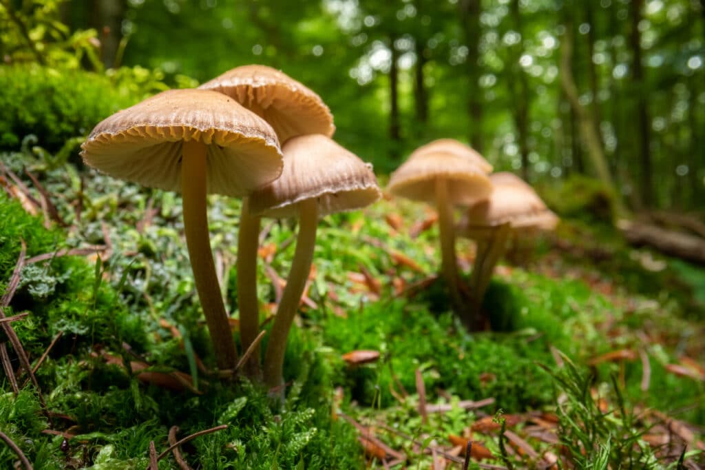 wild mushrooms on moss in forest wildlife in pola 2022 03 31 23 09 44 utc(1)(1)