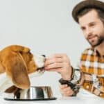 Top 9 Best Dog Food Brands in India 2023 : Get the Best Nutrition for Your Dog