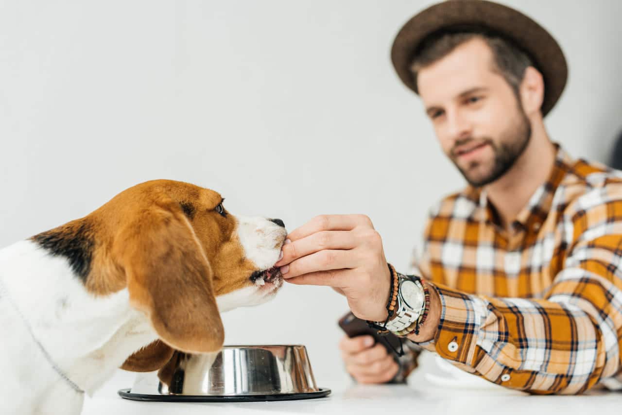 man feeding cute beagle with dog food 2022 12 16 18 22 16 utc