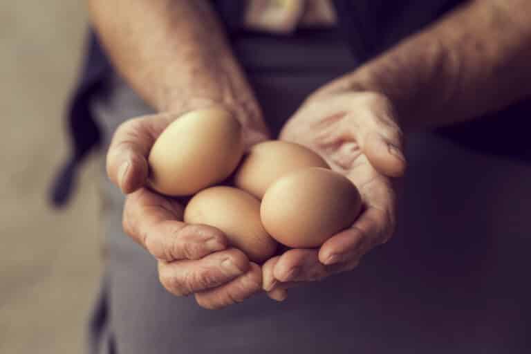 How Much Protein in 1 egg?