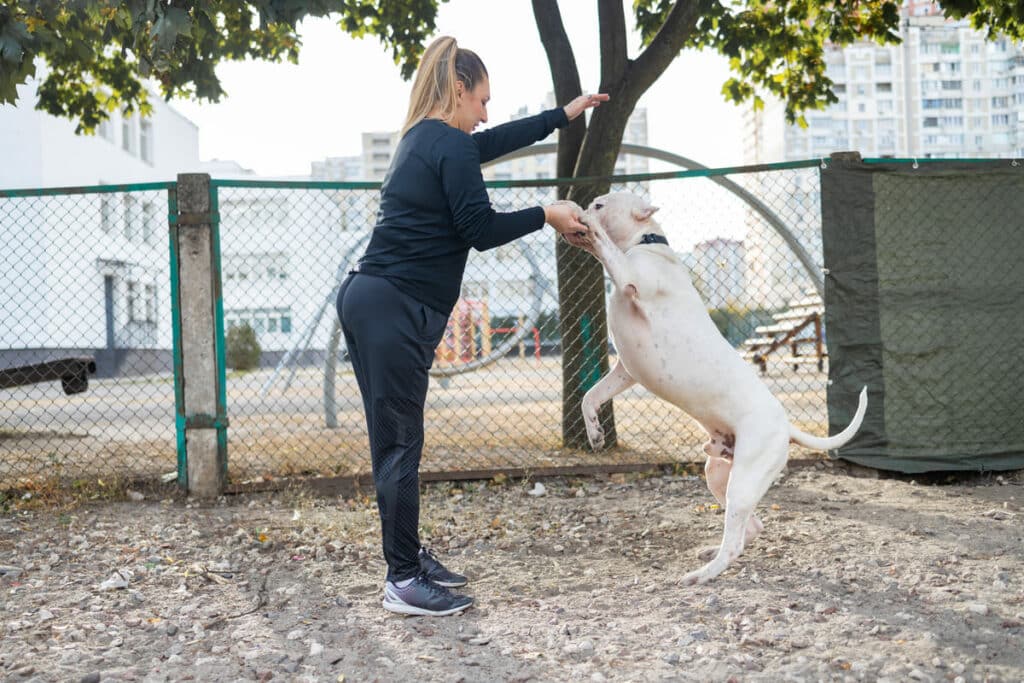 woman training a american staffordshire terrier in 2023 11 27 05 15 34 utc(1)