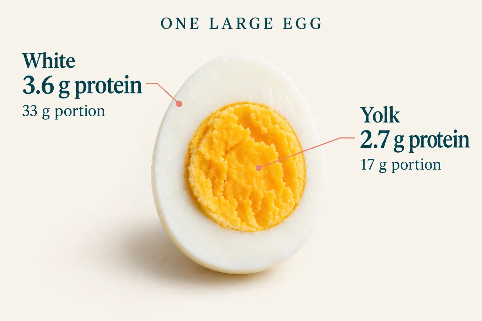 One large egg: the 33 g white contains 3.6 g protein; the 17 g yolk contains 2.7 g protein.